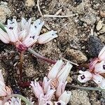 Allium parvum Flors