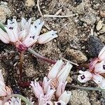 Allium parvumFlors