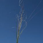 Stipa capillata Ffrwyth