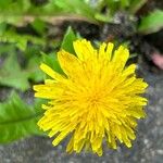 Taraxacum campylodesЦветок