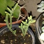 Crassula muscosa 葉