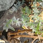 Pellaea ternifolia Habitus