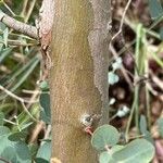 Eucalyptus gunnii 樹皮