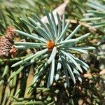 Picea pungens برگ