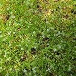 Stellaria alsine Blomma