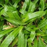 Carex plantaginea 叶