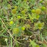 Matricaria discoidea Habitat