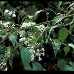 Chromolaena odorata Flor