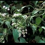 Chromolaena odorata Blüte