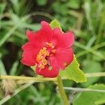 Hibiscus aponeurus Flor