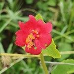 Hibiscus aponeurus Blüte