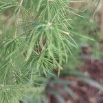 Asparagus retrofractus Leaf