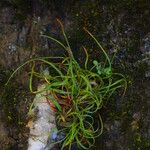 Carex breviprophylla