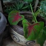 Caladium bicolor Leaf