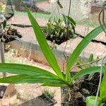 Graphorkis lurida Habit