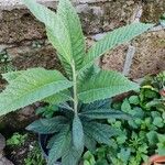 Saurauia selerorum Leaf