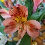 Alstroemeria aureaBlodyn