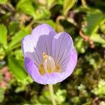 Crocus pulchellusFleur