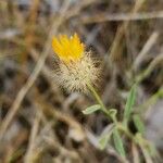 Zoegea leptaurea 果実