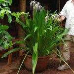 Hymenocallis tubiflora Feuille