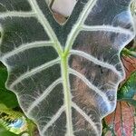 Alocasia spp. Leaf
