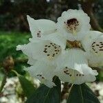 Rhododendron grande