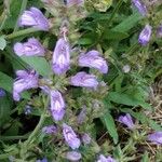 Salvia officinalisЦвят