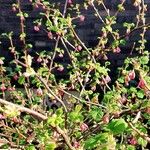 Ribes sanguineum 整株植物