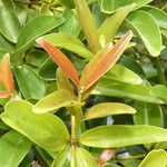Ximenia caffra Leaf