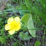 Ranunculus thora Bloem