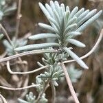 Lavandula pedunculata Blatt