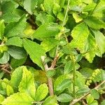 Acalypha siamensis Leaf