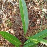 Landolphia lanceolata Φύλλο