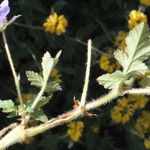 Erodium gruinum عادت داشتن