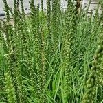 Triglochin maritima Flower