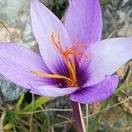 Crocus ligusticus Flower