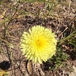 Urospermum dalechampii Flower