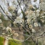 Prunus glandulosa Fleur