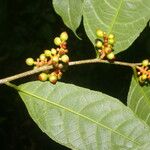 Sorocea affinis Jani