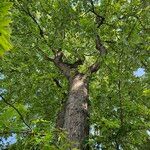 Acer × freemanii অভ্যাস