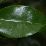 Olax psittacorum Leaf