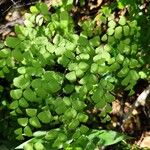 Adiantum raddianum Habit