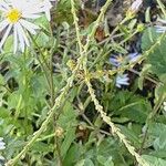 Verbena officinalis Ffrwyth