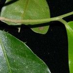 Drypetes variabilis Leaf