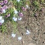 Myosotis alpestrisFlower