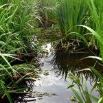 Typha angustifolia 葉