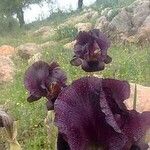 Iris atrofusca Flower