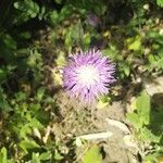 Psephellus dealbatus Flower