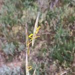Bromopsis erecta Flor