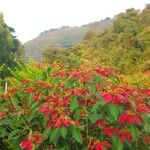 Euphorbia pulcherrima പുഷ്പം